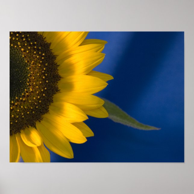 Sonnenblume auf blau poster (Vorne)