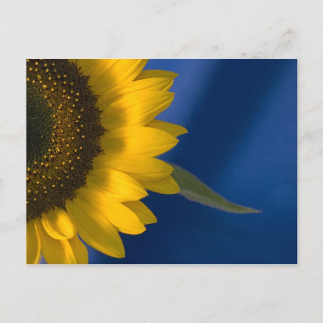 Sonnenblume auf blau postkarte (Vorderseite)