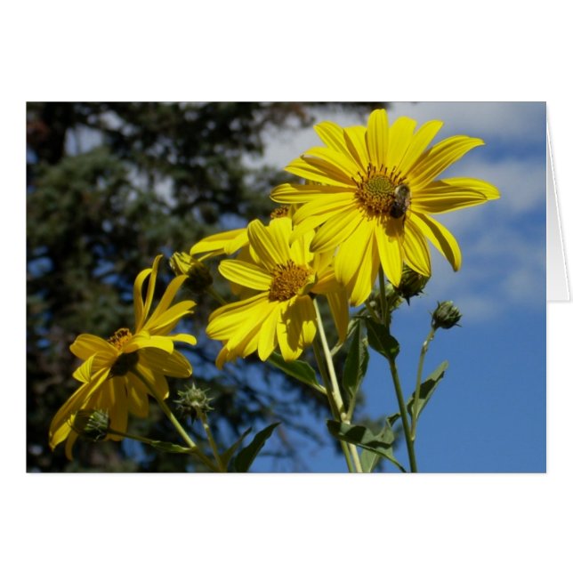 Sonnenblume auf Hummel (Vorderseite (Horizontal))
