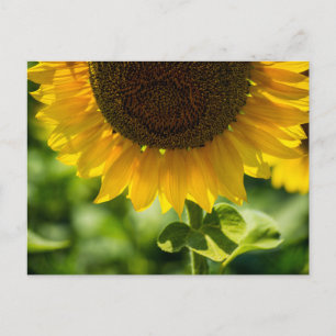 Sonnenblume Auf Postkarte In Blüte Fotografie