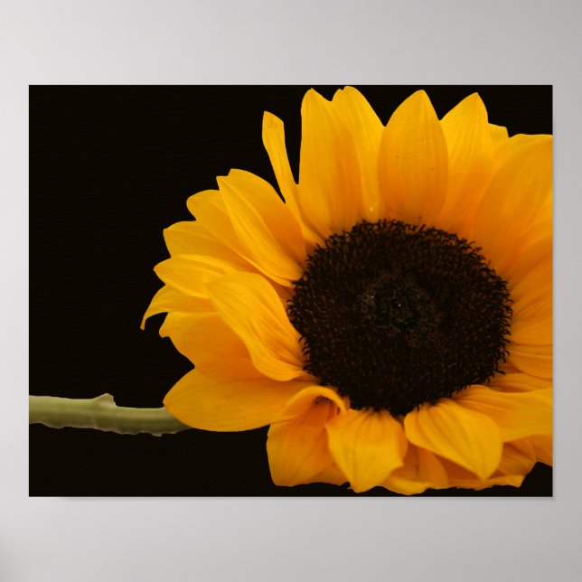Sonnenblume auf schwarzem Poster (Vorne)