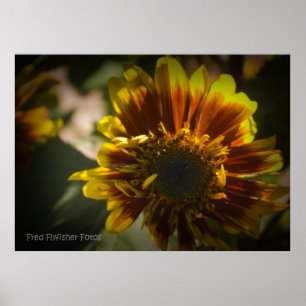 Sonnenblume Black Vignette Poster