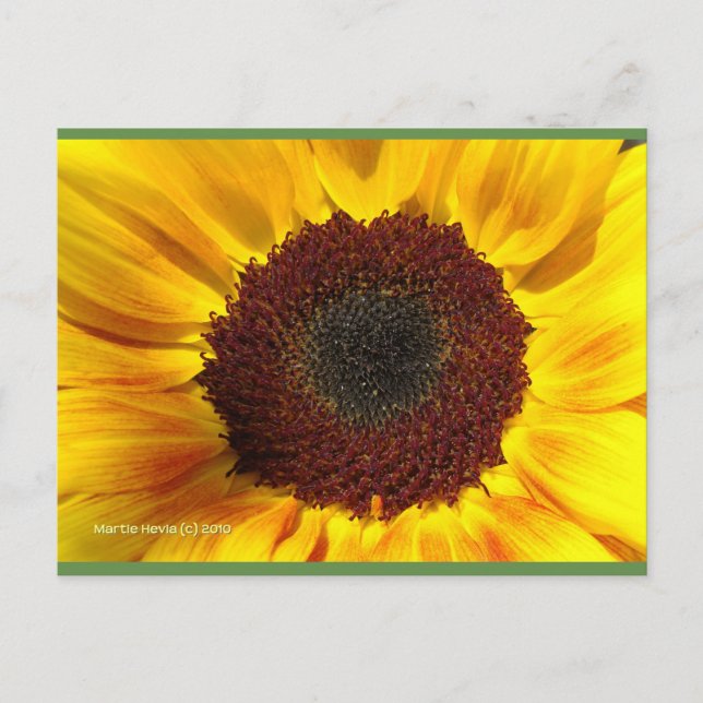 Sonnenblume | Blue Beach Song™ Postkarte (Vorderseite)