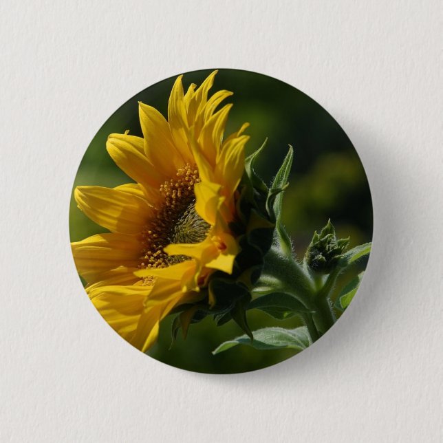 Sonnenblume-Blumenblatt-Blütenstaub-Gelb Button (Vorderseite)