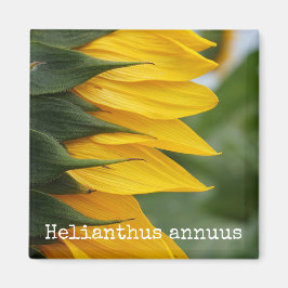 Sonnenblume Botanisches Magnet