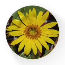 Sonnenblume