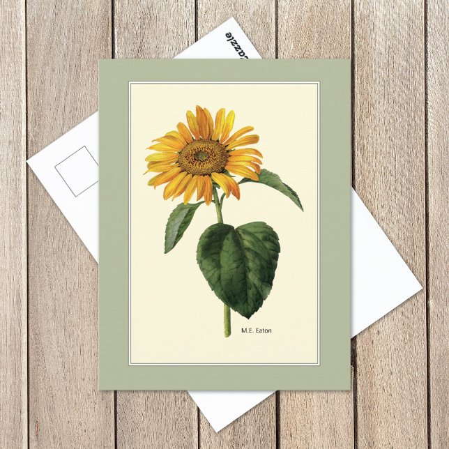 Sonnenblume British Botanical Illustration Postkarte (Von Creator hochgeladen)