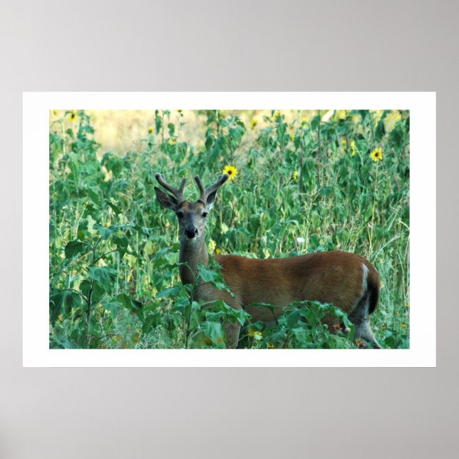 Sonnenblume Buck Poster (Vorne)
