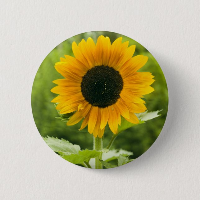 Sonnenblume Button (Vorderseite)