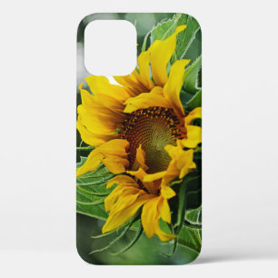 Sonnenblume Case-Mate iPhone Hülle