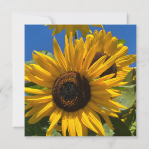Sonnenblume Dankeskarte