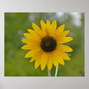 Sonnenblume-Druck des Single-16x20 Poster
