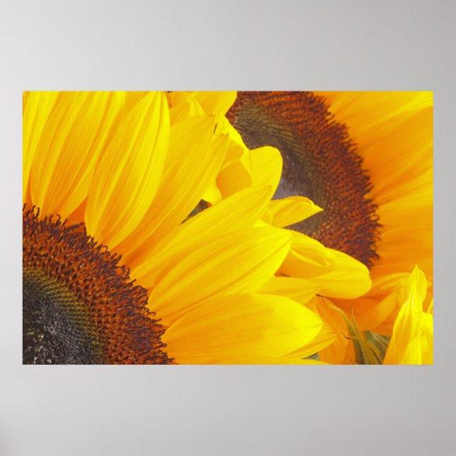 Sonnenblume Duet Poster (Vorne)