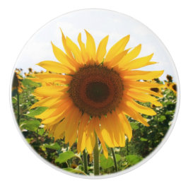 Sonnenblume-Fach-Zug Keramikknauf