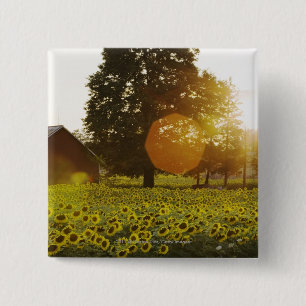 Sonnenblume-Feld am Sonnenuntergang mit einer Button