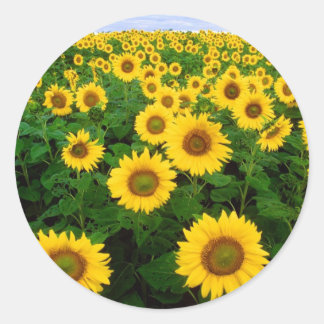 Sonnenblume-Feld-Gelb-Blumen Runder Aufkleber