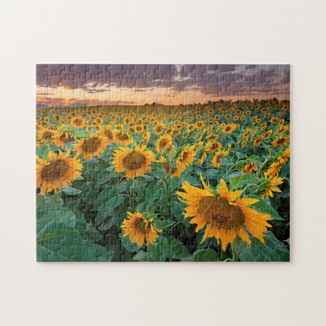 Sonnenblume-Feld in Longmont, Colorado (Horizontal)