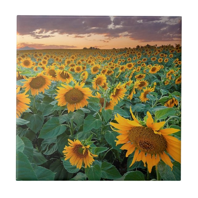 Sonnenblume-Feld in Longmont, Colorado Fliese (Vorderseite)