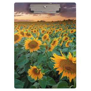 Sonnenblume-Feld in Longmont, Colorado Klemmbrett