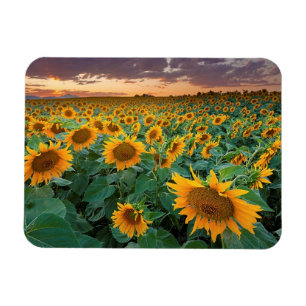 Sonnenblume-Feld in Longmont, Colorado Magnet