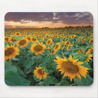 Sonnenblume-Feld in Longmont, Colorado Mousepad