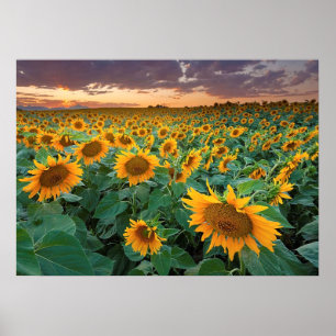 Sonnenblume-Feld in Longmont, Colorado Poster