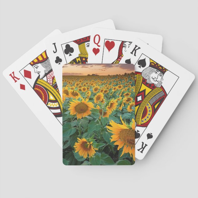 Sonnenblume-Feld in Longmont, Colorado Spielkarten (Rückseite)