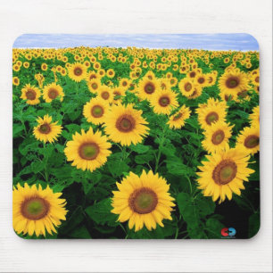 Sonnenblume-Feld Mousepad