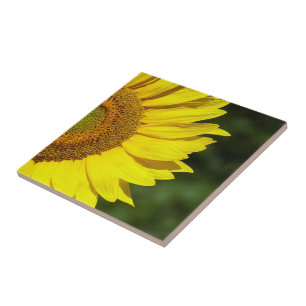 Sonnenblume Fliese