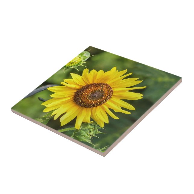 Sonnenblume Fliese (Seite)