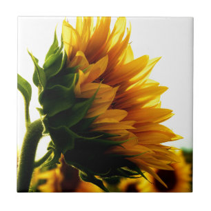 Sonnenblume Fliese