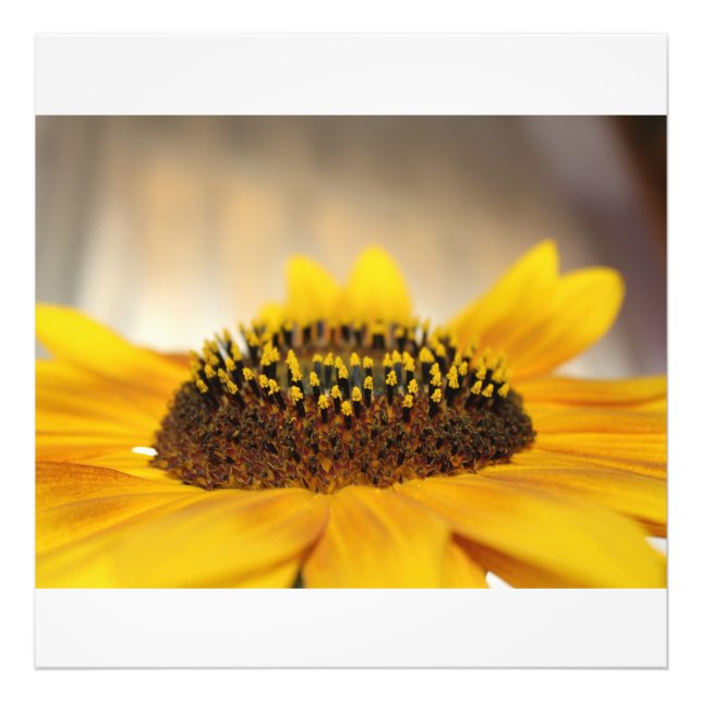 Sonnenblume Fotodruck (Vorne)