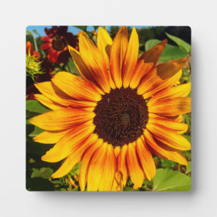 Sonnenblume Fotoplatte