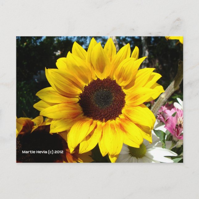 Sonnenblume & Freunde Bouquet - Postkarte (Vorderseite)