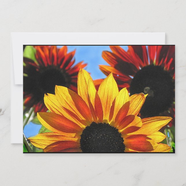 Sonnenblume-Garten-Sommer-Sonnenwende-Party Einladung (Vorderseite)