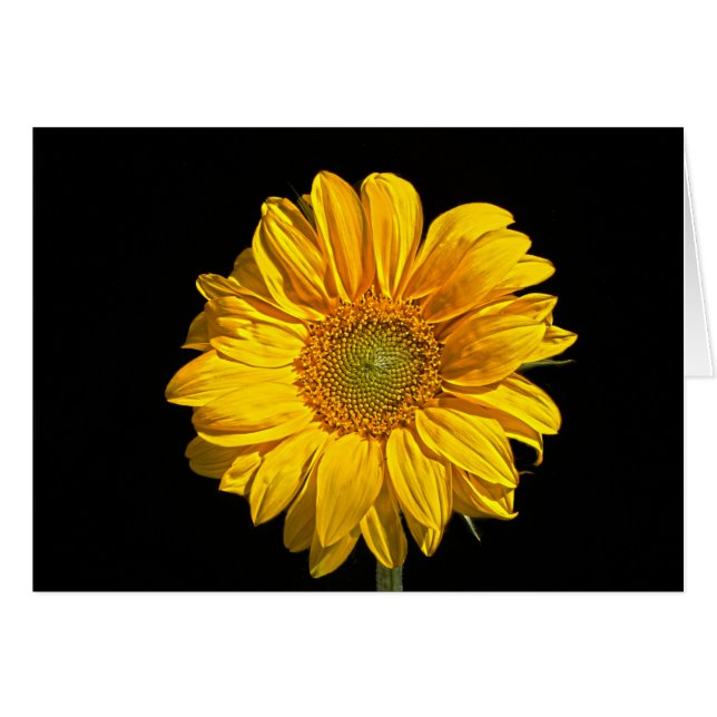 Sonnenblume Gccna (Vorderseite (Horizontal))