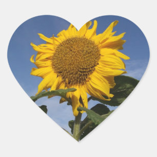 Sonnenblume gegen blauen Himmel Herz-Aufkleber