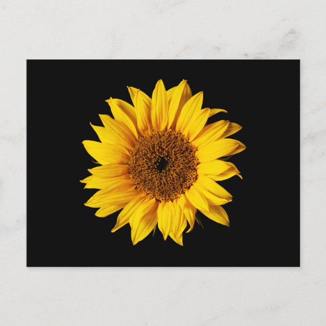 Sonnenblume Gelb auf Schwarz - Maßgeschneiderte So Postkarte (Vorderseite)