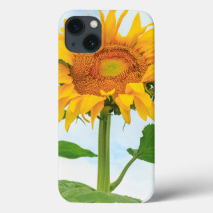 Sonnenblume, Gemeinschaftsgarten, Moses Lake, WA, title_seo2