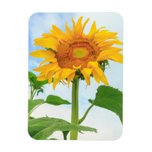 Sonnenblume, Gemeinschaftsgarten, Moses Lake, WA, Magnet