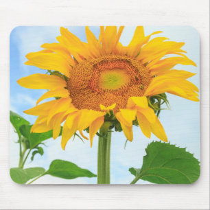 Sonnenblume, Gemeinschaftsgarten, Moses Lake, WA, Mousepad
