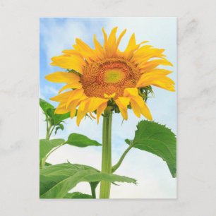 Sonnenblume, Gemeinschaftsgarten, Moses Lake, WA, Postkarte