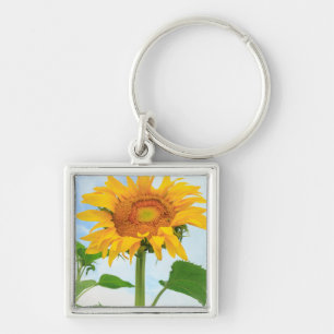 Sonnenblume, Gemeinschaftsgarten, Moses Lake, WA, Schlüsselanhänger
