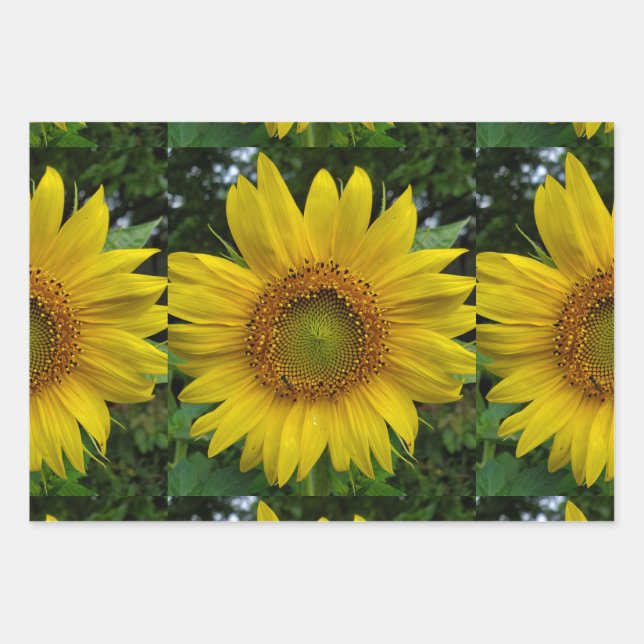 Sonnenblume Geschenkpapier Set (Vorderseite)