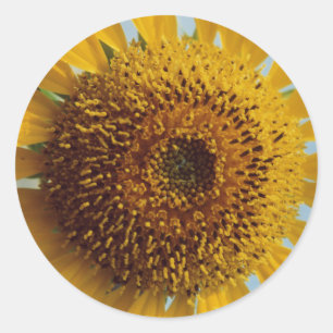 Sonnenblume - Gigant Gelb Zentrum Nah Runder Aufkleber