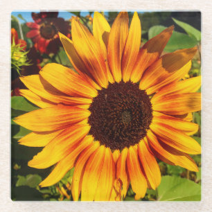 Sonnenblume Glasuntersetzer