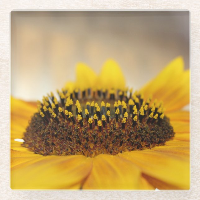 Sonnenblume Glasuntersetzer (Vorderseite)
