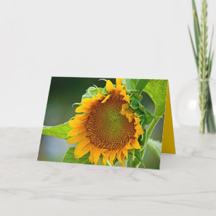 Sonnenblume-Gruß-Karte Karte