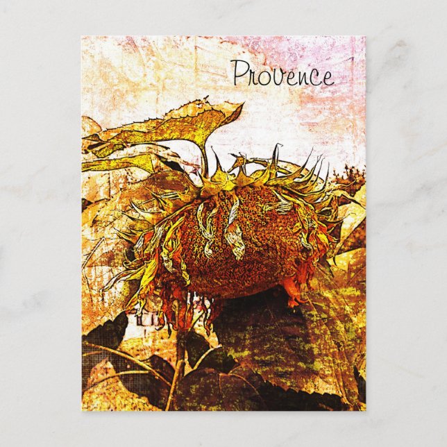 Sonnenblume, Herkunftsnachweis Postkarte (Vorderseite)