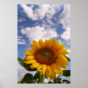 Sonnenblume-Himmel Poster